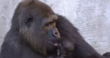 ولادة غوريلا معرضة للانقراض تبهر زوار حديقة حيوانات فى إسبانيا