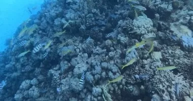 إعلان الحيد المرجاني العظيم بالبحر الأحمر منطقة محمية طبيعية بحرية جديدة