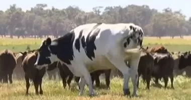 «غازات الأبقار» تشعل الجدل والمعارك بعدد من دول العالم.. ما السبب؟