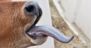 8 معلومات عن فيروس اللسان الأزرق قاتل الماشية.. هل يؤثر على البشر؟