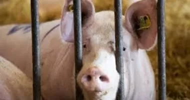 تفشي حمى الخنازير في إسبانيا قد يكون ناتجا عن تسرب من مختبر