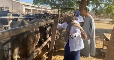 حملات تطعيم.. هكذا تحارب الدولة حمى الوادى المتصدع لحماية الثروة الحيوانية