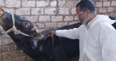 كيف تحمي الدولة الثروة الحيوانية من مرض الحمى القلاعية؟