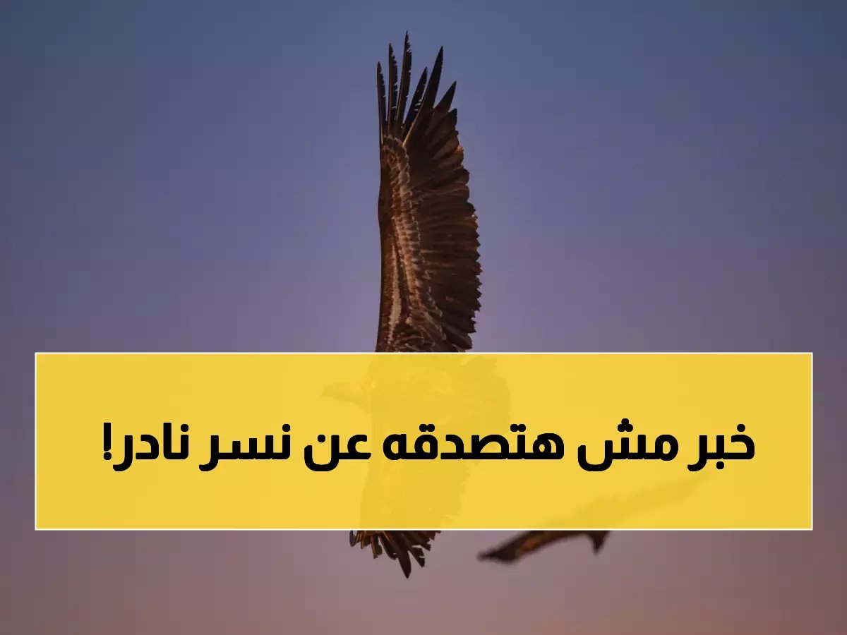  لأول مرة في وسط وشرق المملكة.. رصد نسر مهدد بالانقراض فقد 90% من فصيلته!