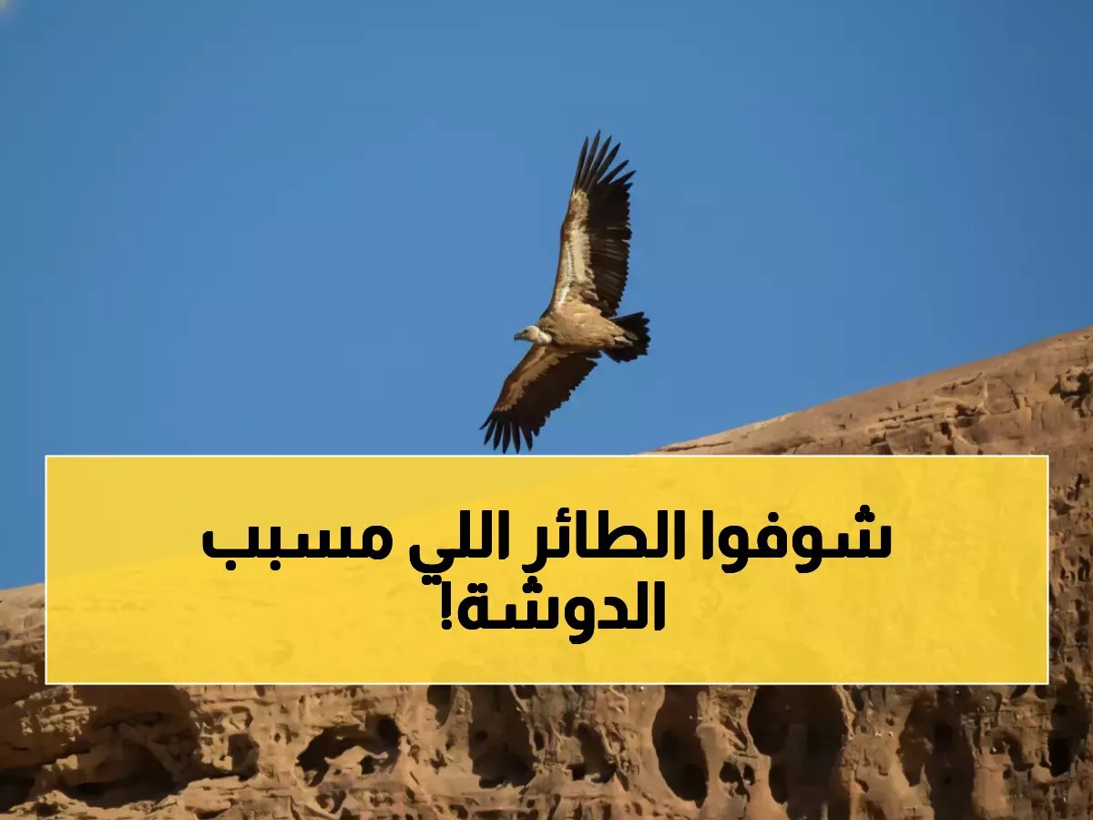  أندر طائر في العالم يظهر في السعودية لثالث مرة منذ 40 عاماً... العلماء في حالة صدمة!