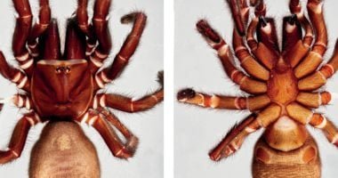 العملاق.. اكتشاف نوع جديد من العناكب يثير حيرة العلماء