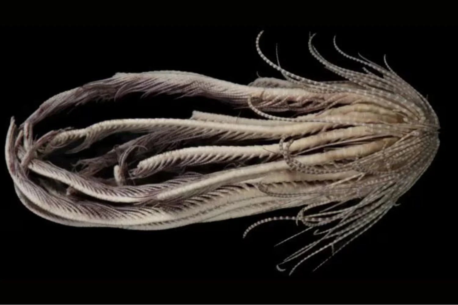 الكائن البحرى المكتشف