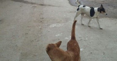 الطب البيطرى: تحديث قاعدة بيانات جمعيات الرفق بالحيوان كل 6 أشهر