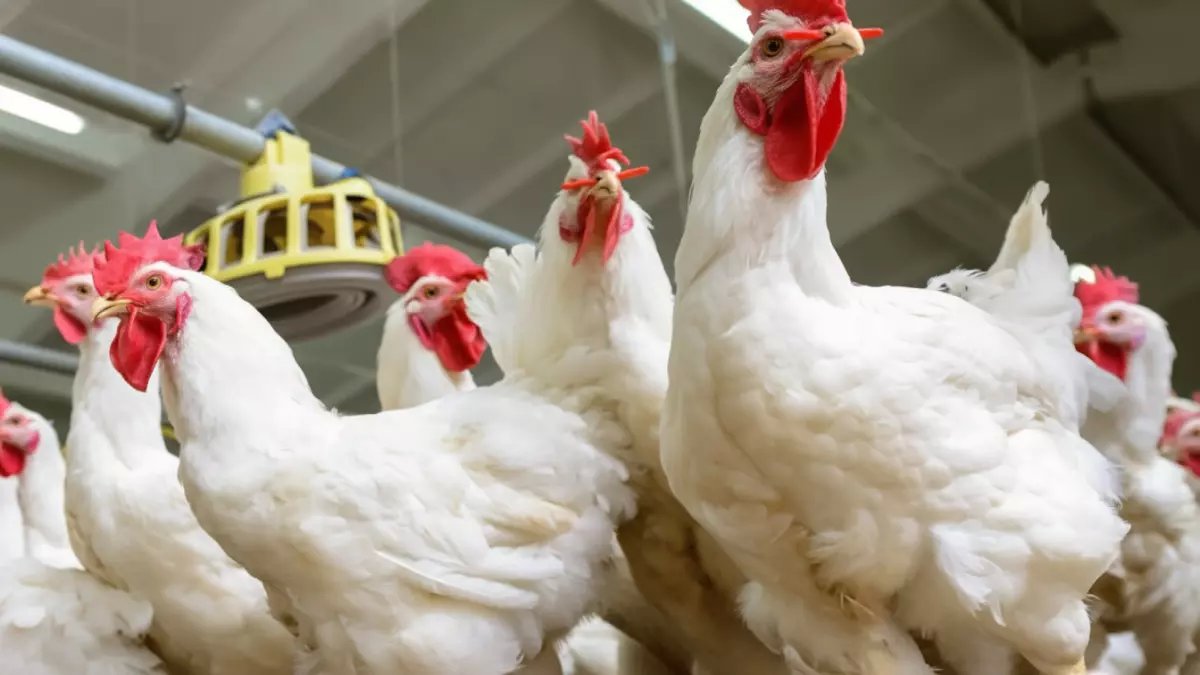 عاجل: الدواجن ترتفع 8 جنيه رغم الفائض الصادم… هل تواجه مصر أزمة تسعير جديدة؟