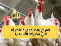  الدواجن ترتفع 8 جنيه رغم الفائض الصادم… هل تواجه مصر أزمة تسعير جديدة؟