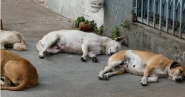 الطب البيطرى: التخلص الرحيم من الكلاب يطبق فى أضيق الحدود وفق معايير دولية