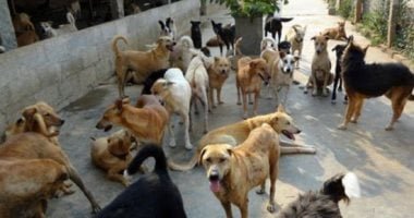 بعد حالات عقر.. أرقام رسمية للإبلاغ عن الكلاب الضالة فى الجيزة