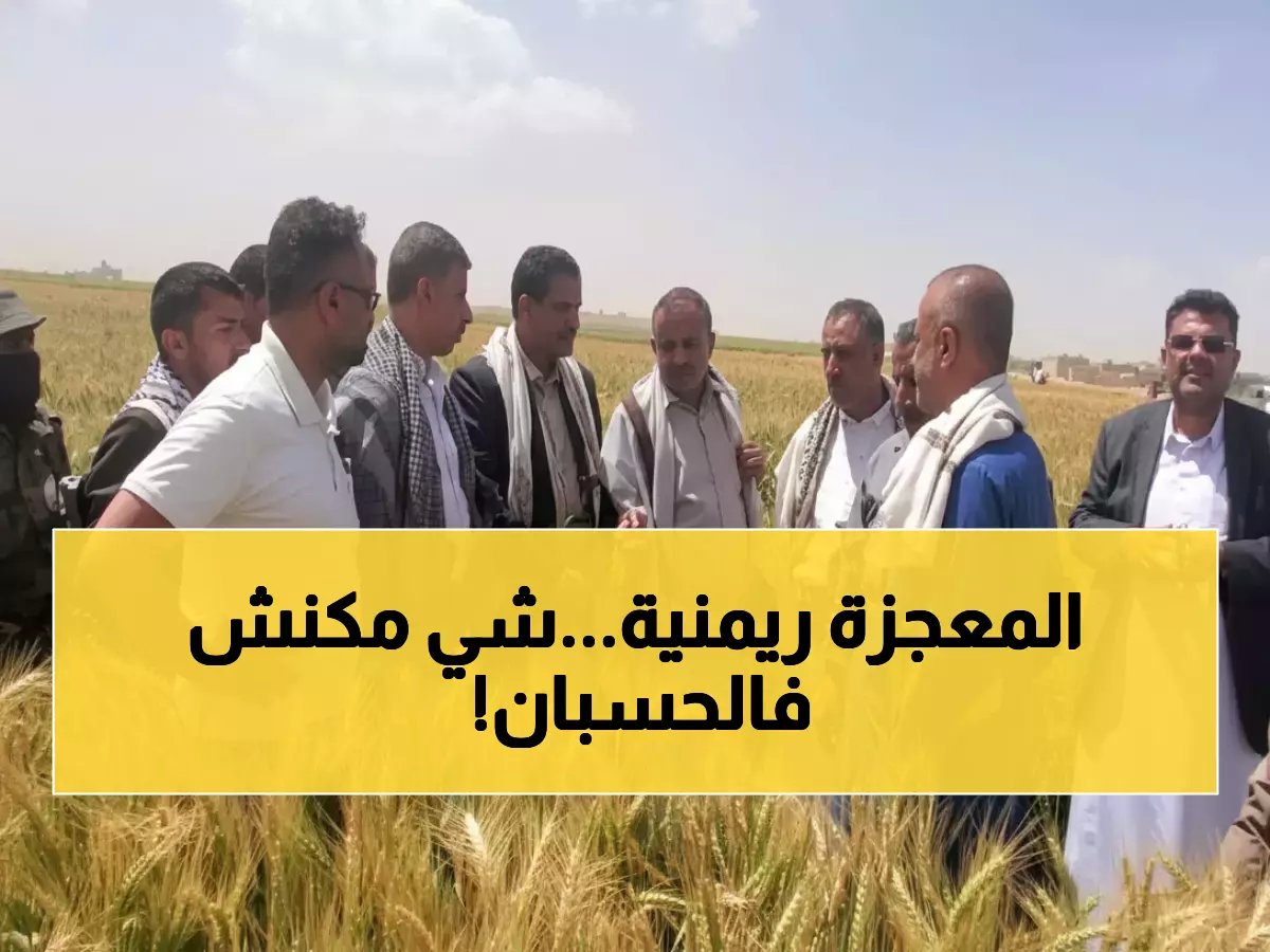  مزارعو ريمة يحققون المعجزة... 100% نجاح لزراعة الزيتون في موسم واحد - هل تصبح اليمن منافساً عالمياً؟