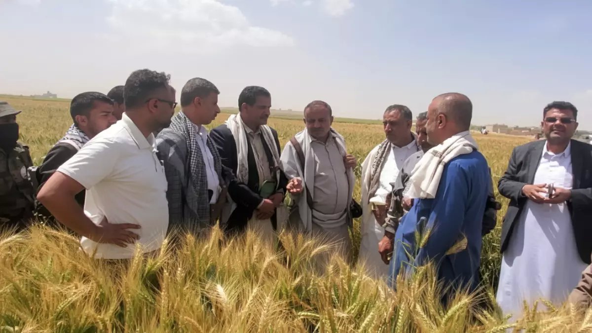 عاجل: مزارعو ريمة يحققون المعجزة... 100% نجاح لزراعة الزيتون في موسم واحد - هل تصبح اليمن منافساً عالمياً؟