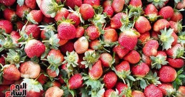 ‎صادرات "الفراولة" تكسر حاجز الـ 62 ألف طن بنهاية 2025