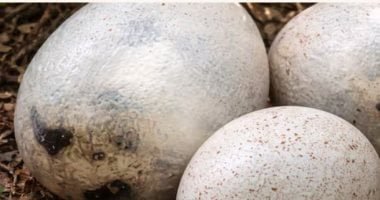 العثور على بيض ديناصورات فى إسبانيا عمرها 72 مليون سنة.. اعرف القصة