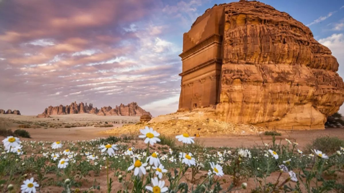 عاجل: غرامات تصل 2000 ريال لمن يدمر الغطاء النباتي في العُلا... والسبب صادم!