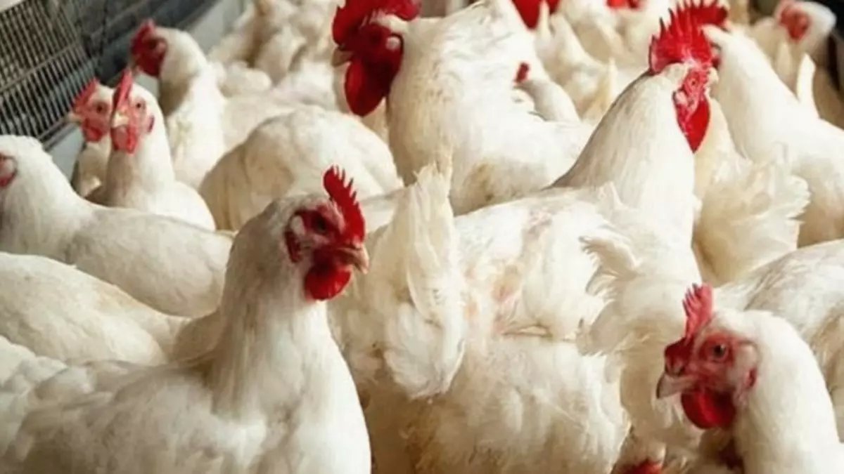 عاجل: انهيار تاريخي في أسعار الفراخ... كيلو الدواجن ينخفض 9 جنيهات والبانيه يفقد 20 جنيهاً!