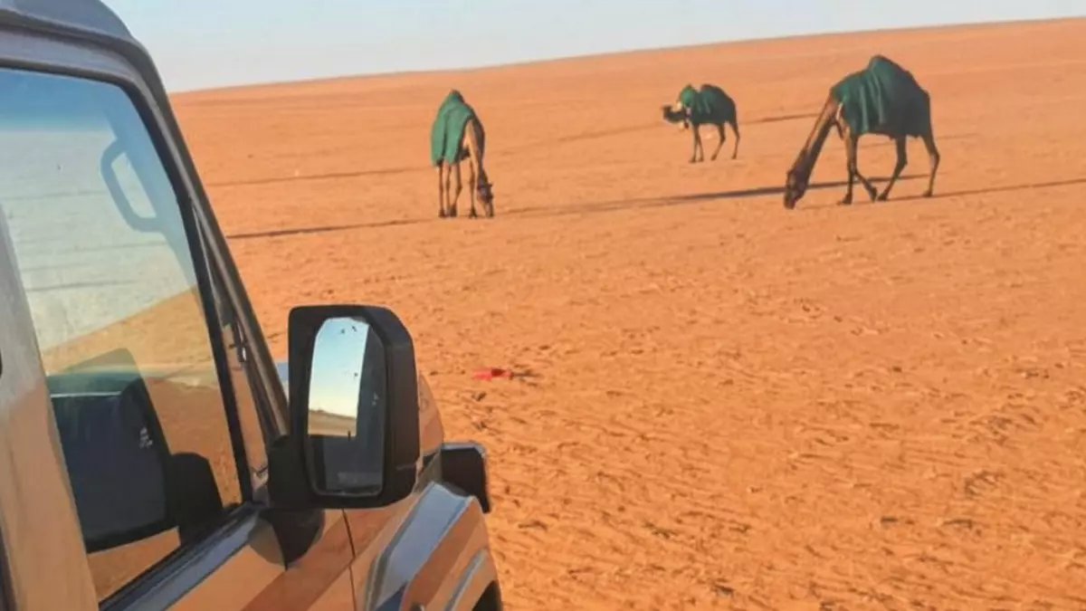 عاجل: ضبط مواطن يرعى الإبل في محمية ملكية... والغرامة 2000 ريال!