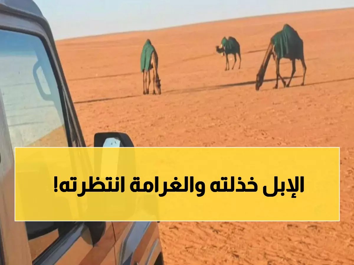  ضبط مواطن يرعى الإبل في محمية ملكية... والغرامة 2000 ريال!