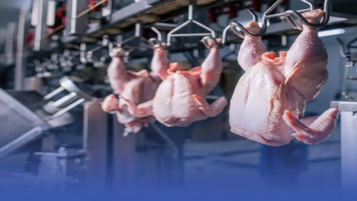 عاجل: السعودية تحقق إنجازاً عالمياً في الدواجن… 90% تطبيق لـ"سعودي قاب" و1.2 مليون طن إنتاج!