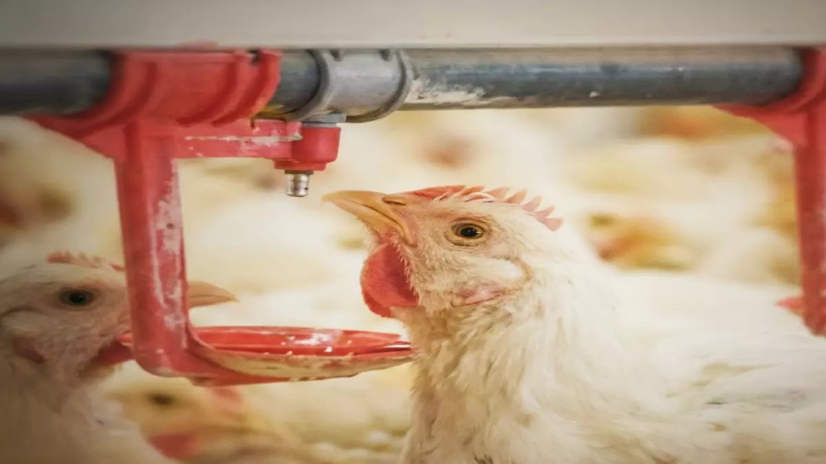 عاجل: "سعودي قاب" يحقق طفرة تاريخية - إنتاج الدواجن يقفز لـ 1.2 مليون طن بنسبة نجاح 90%!