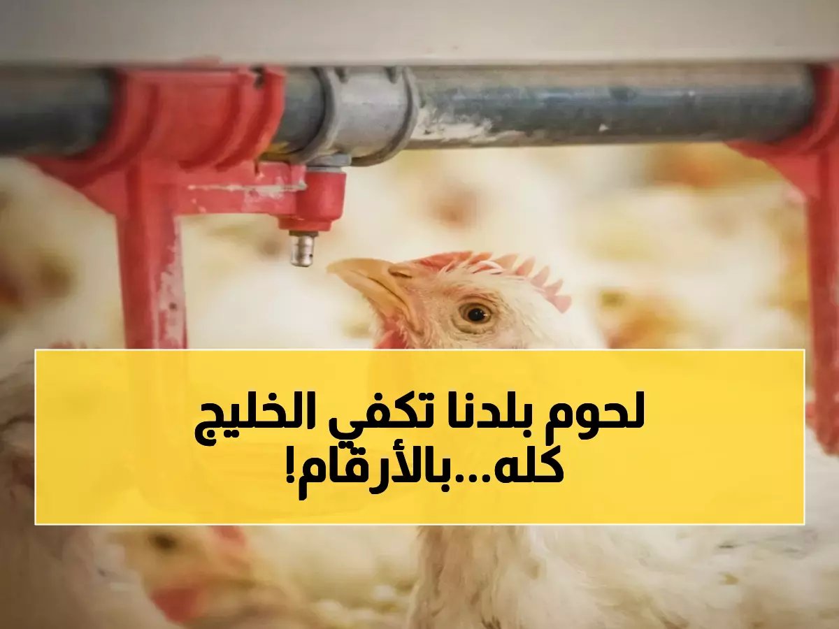  "سعودي قاب" يحقق طفرة تاريخية - إنتاج الدواجن يقفز لـ 1.2 مليون طن بنسبة نجاح 90%!