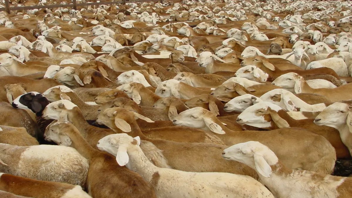 عاجل: السودان يستأنف تصدير الماشية بعد تعليق الضرائب مؤقتاً... هل ينقذ الاقتصاد المتدهور؟