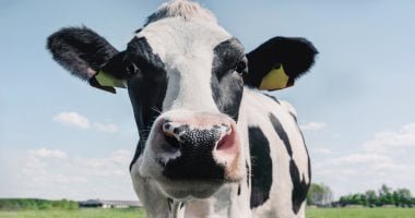 خسائر إسبانيا من اتفاقية ميركوسور: اللحوم والحليب والحبوب الأكثر تضررا