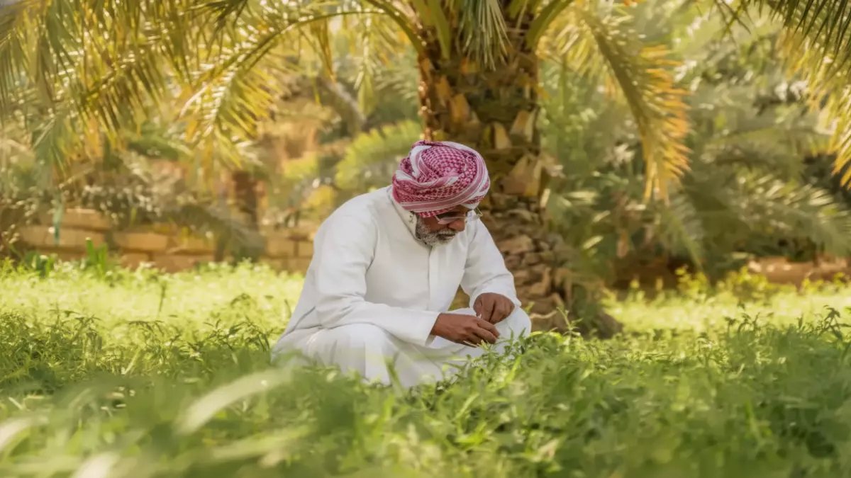 رائحة شوكولاتة غريبة أذهلت الزوار.. فراس الجابر يحقق أول إنجاز عالمي من 23 مليون شجرة زيتون