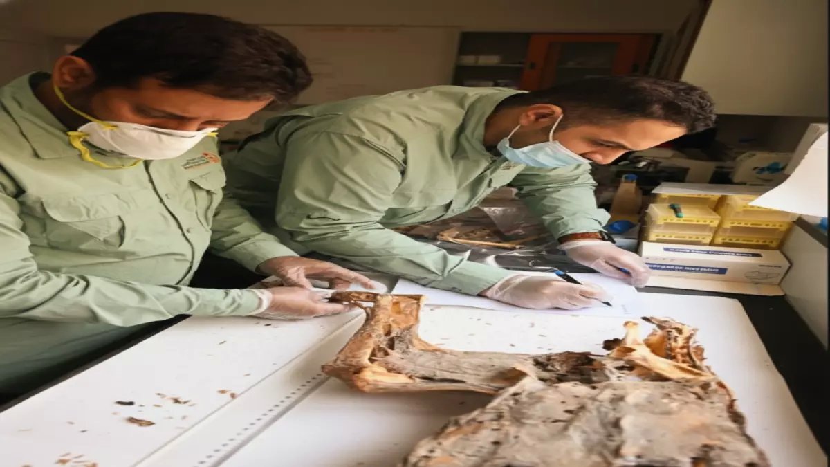 عاجل: اكتشاف صادم في كهوف السعودية... فهود محنطة عمرها 4800 سنة تكشف سراً مدفوناً!