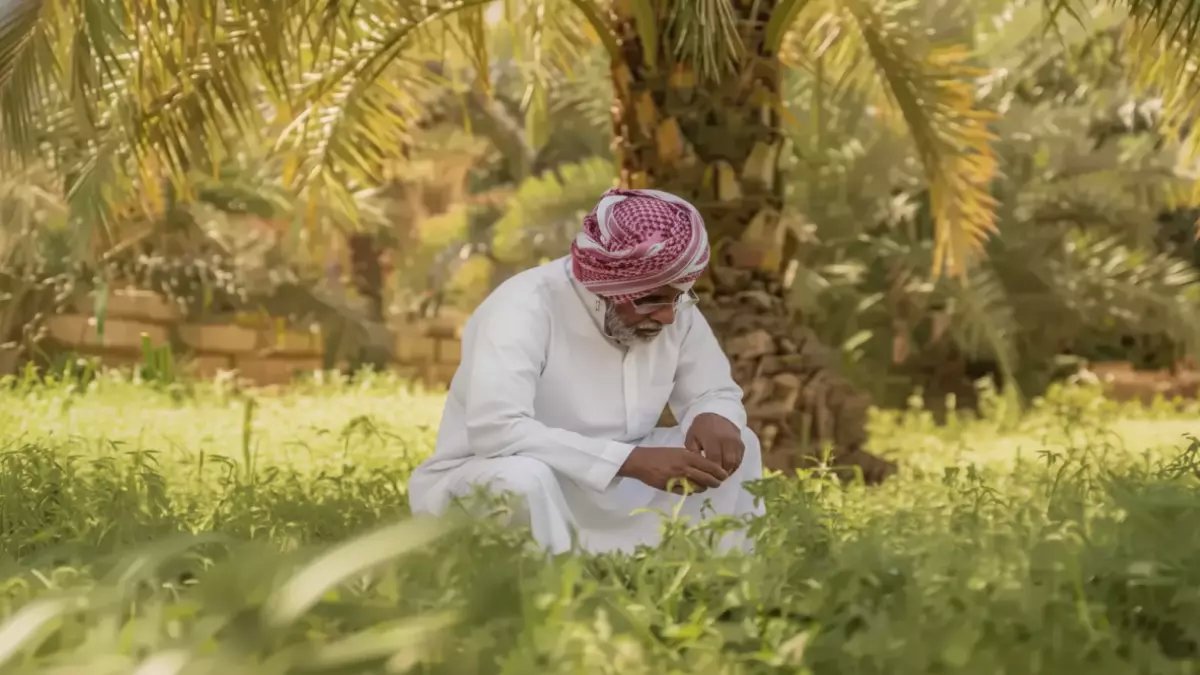 من بين 23 مليون شجرة نخيل.. كيف حوّل فراس الجابر عبقري الجوف التمر إلى شوكولاتة برائحة الياسمين؟