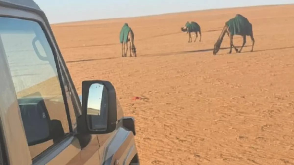 عاجل: ضبط مواطن بـ12 ناقة في محمية ملكية.. غرامة 6000 ريال تهز المربين!