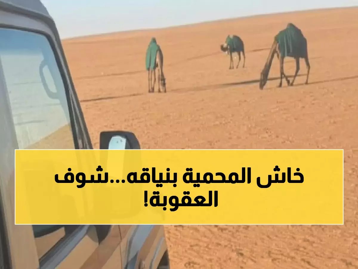  ضبط مواطن بـ12 ناقة في محمية ملكية.. غرامة 6000 ريال تهز المربين!