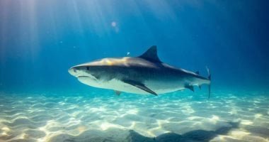 4 هجمات قرش فى 48 ساعة.. ولاية أسترالية تحث سكانها التوجه لحمامات السباحة