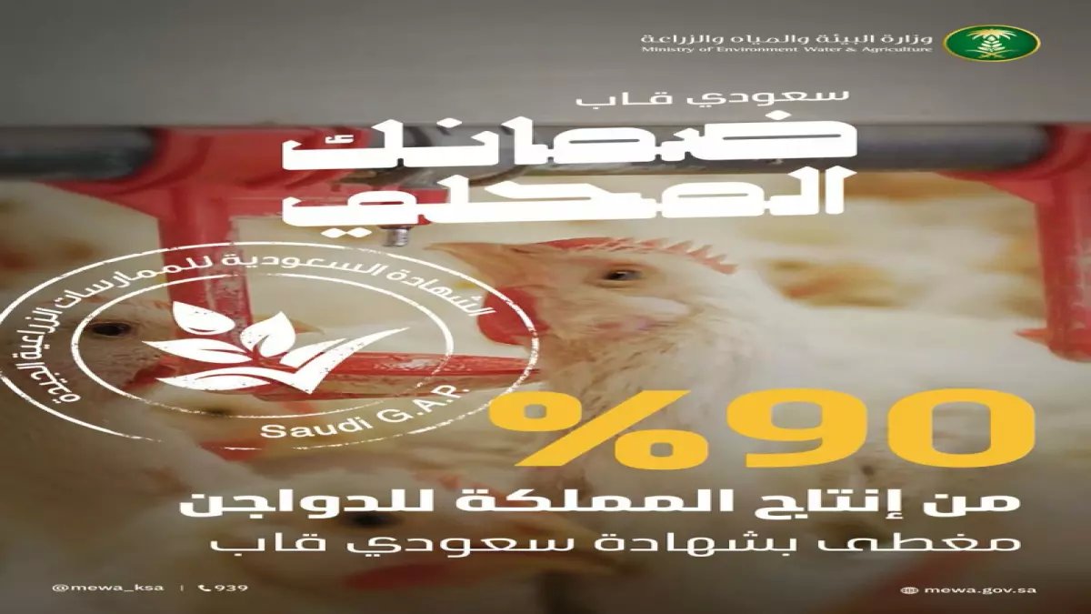 حصري: تطبيق سعودي سري يحتل 90% من الدواجن ويضاعف الإنتاج لـ1.2 مليون طن - النتائج صادمة!