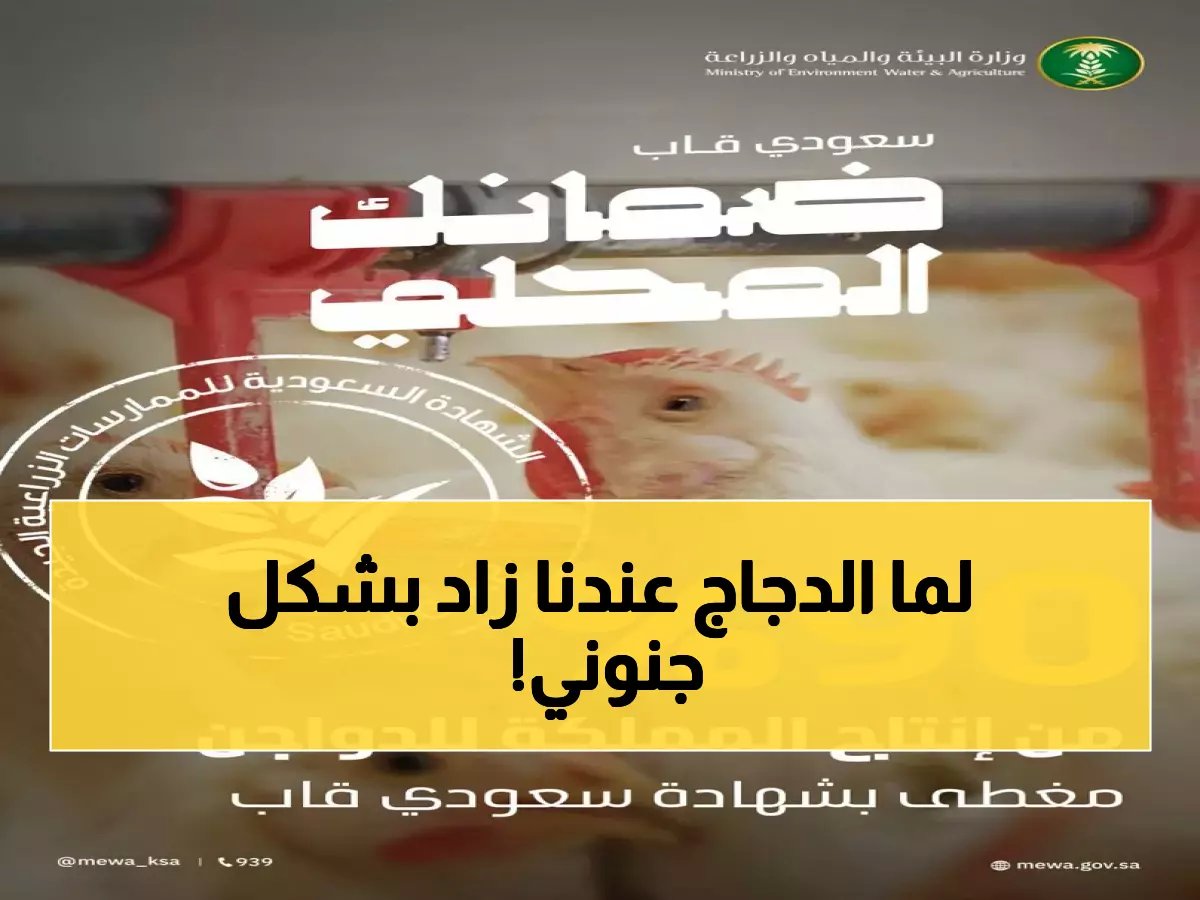  تطبيق سعودي سري يحتل 90% من الدواجن ويضاعف الإنتاج لـ1.2 مليون طن - النتائج صادمة!