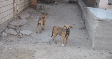 بعد انفراد اليوم السابع.. الحكومة تتحرك لإنهاء أزمة الكلاب الضالة
