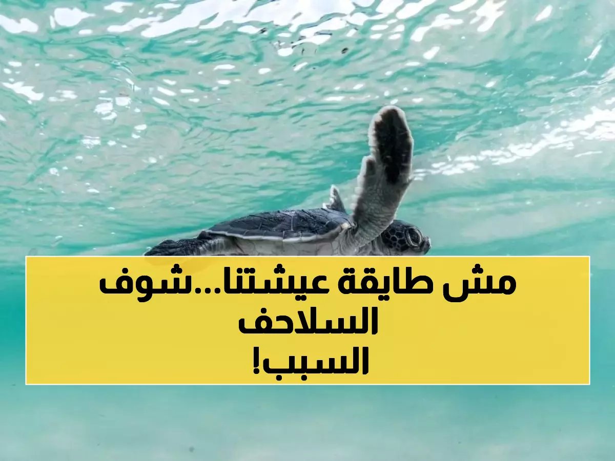  212 سلحفاة تموت في البحر الأحمر… الأنشطة البشرية وراء كارثة بيئية تهدد انقراض الأنواع!