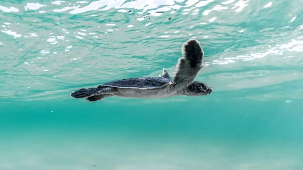 صادم: 212 سلحفاة تموت في البحر الأحمر… الأنشطة البشرية وراء كارثة بيئية تهدد انقراض الأنواع!