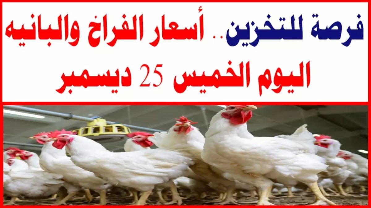 عاجل: انهيار مفاجئ في أسعار الفراخ... هل هذا الوقت المناسب للتخزين قبل رمضان؟