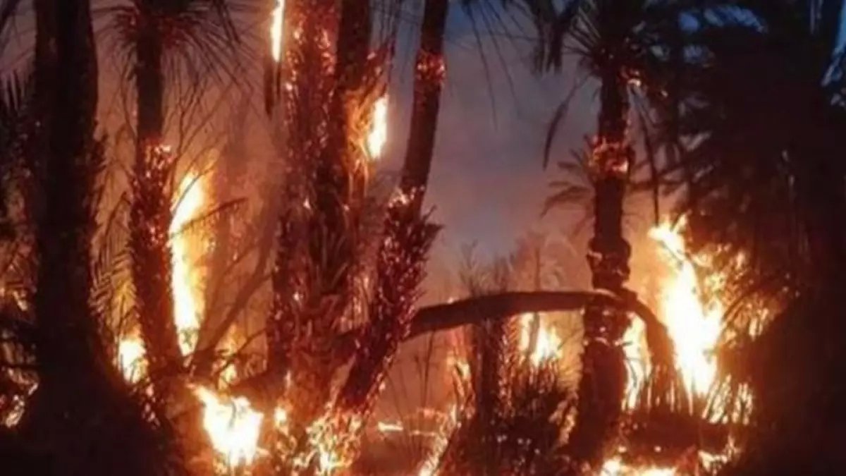 عاجل: حريق غامض يلتهم النخيل بجامعة القاهرة... النيابة تحقق والخبراء في حالة استنفار!