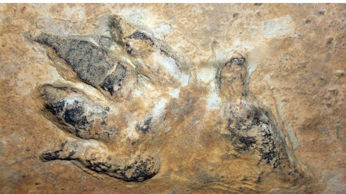 اثار اقدام للديناصور اثار اقدام للديناصور