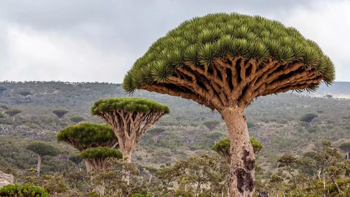 اليمنيون يصابون بالدهشة بعد وصول هدية سعودية ضخمة إلى سقطرى.. تعرف عليها!