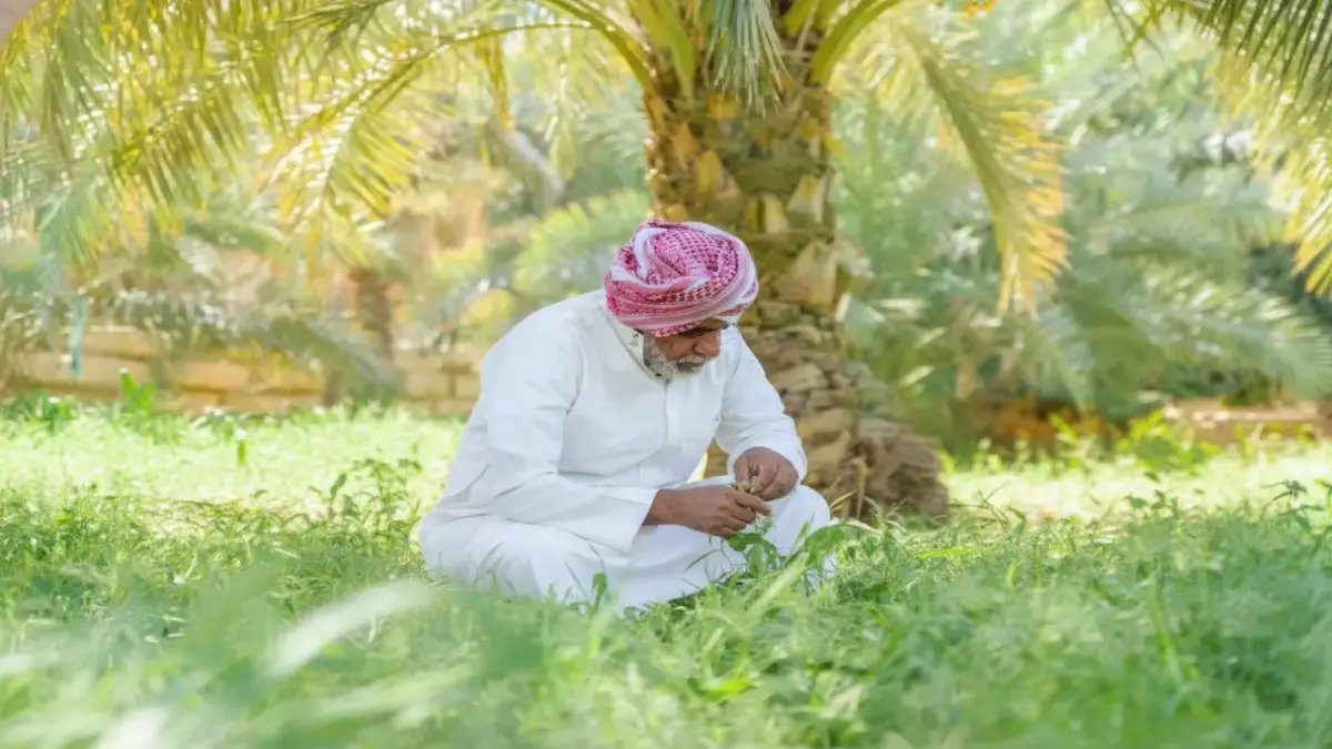 تحدي مستحيل يهدد اقتصادات مزارعي الجوف... لكن 'فراس الجابر' حول 150 ألف طن فائض إلى أول حلوى زيتون-شوكولاتة في العالم!