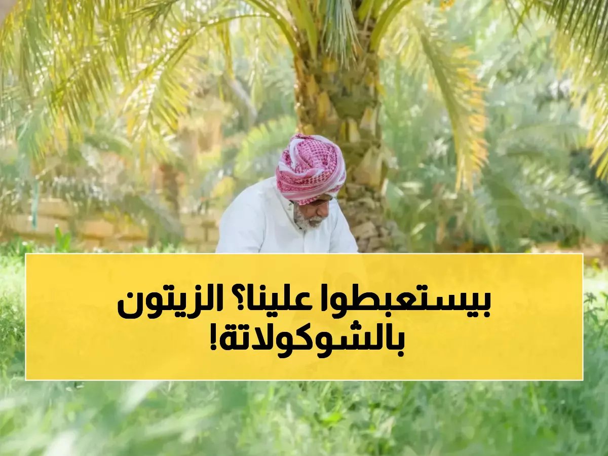 تحدي مستحيل يهدد اقتصادات مزارعي الجوف... لكن 'فراس الجابر' حول 150 ألف طن فائض إلى أول حلوى زيتون-شوكولاتة في العالم!