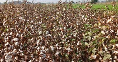 وزارة الزراعة الأمريكية تستعرض الدول الأفريقية ذات أعلى إنتاجية للقطن