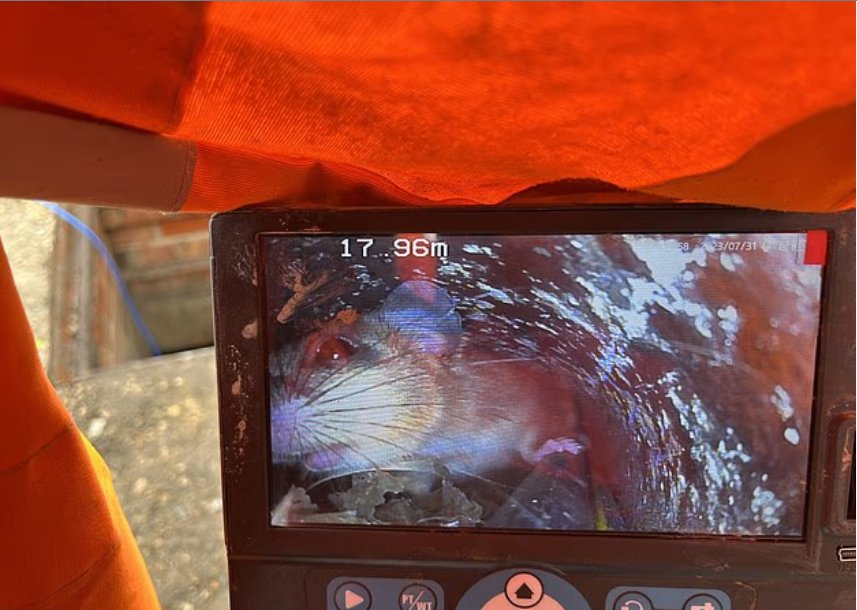 القوارض القوارض