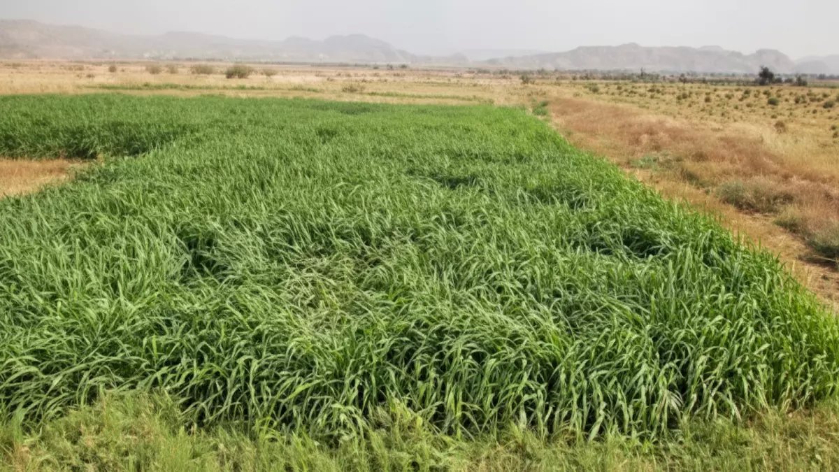عاجل: السعودية توقف زراعة الأعلاف المعمرة نهائياً 16 نوفمبر… توفر 700% من المياه!
