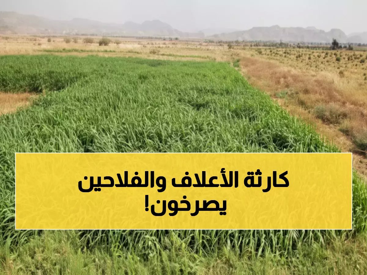  السعودية توقف زراعة الأعلاف المعمرة نهائياً 16 نوفمبر… توفر 700% من المياه!